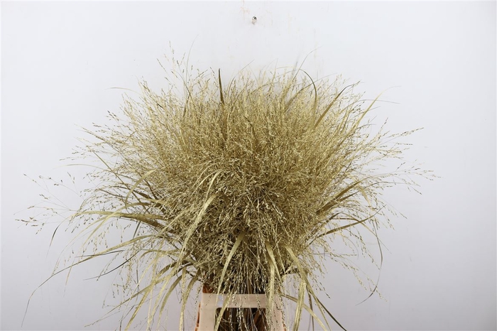 <h4>Siergras Panicum Kbh Gold P Stem</h4>