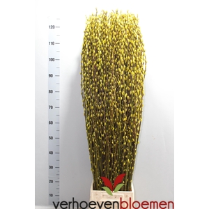 SALIX  SN FLA KLB H%