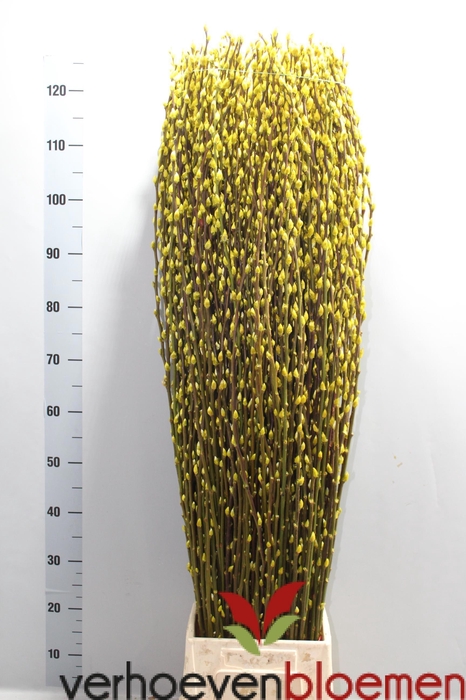 <h4>SALIX SN FLA KLB H%</h4>