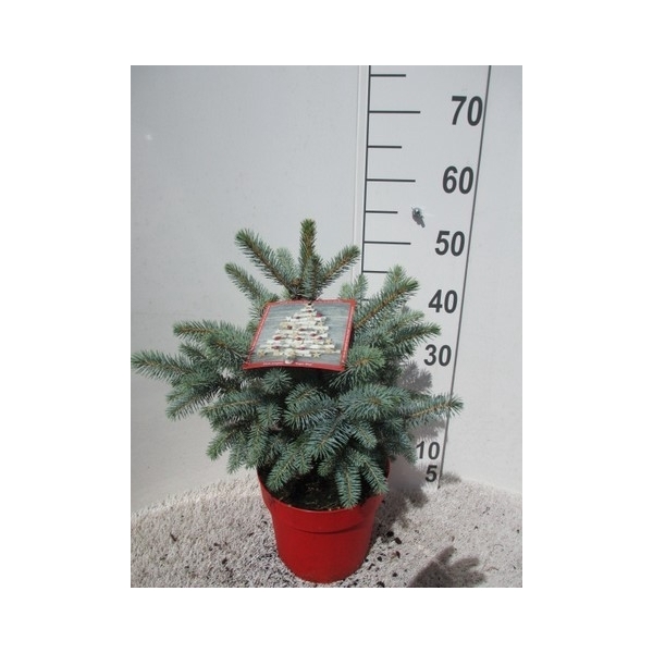 <h4>Picea pungens Super Blue 30-35 P21</h4>