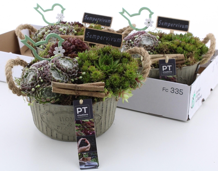 <h4>ARR SEMPERVIVUM</h4>