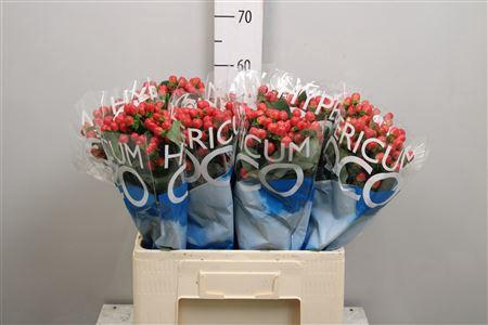 <h4>Hyp Coco Tango</h4>