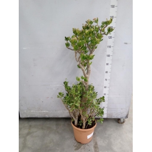 Crassula ovata 'Hobbit'