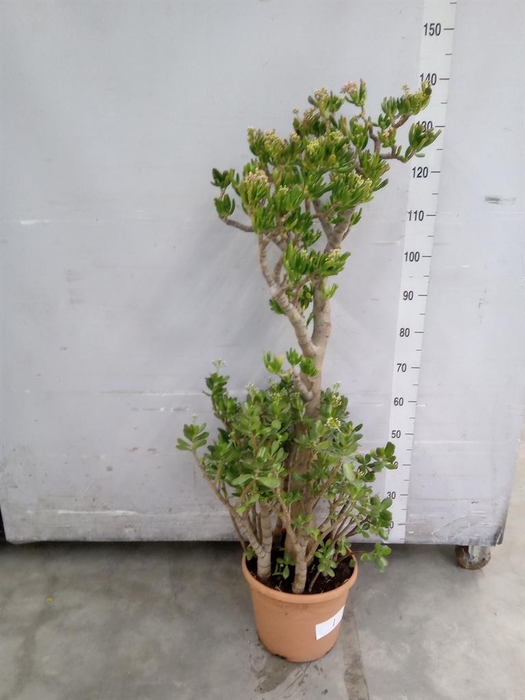 <h4>Crassula ovata 'Hobbit'</h4>
