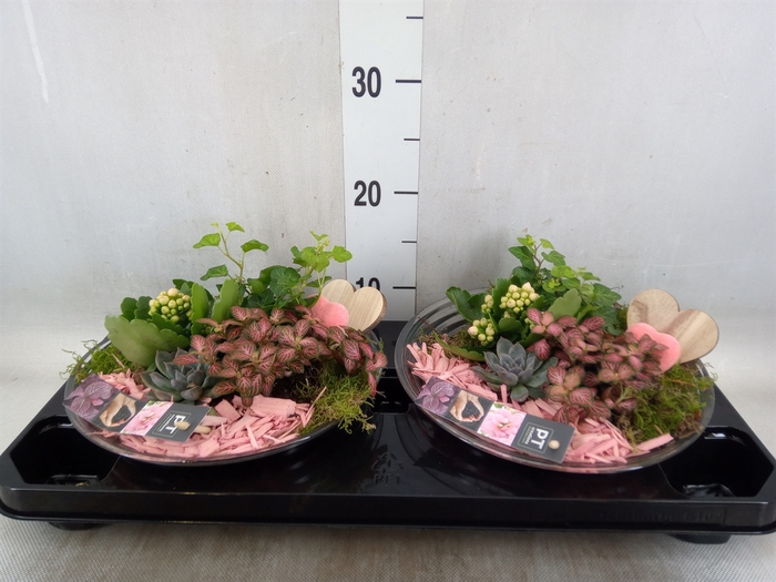 <h4>Arr.   Planten L%</h4>