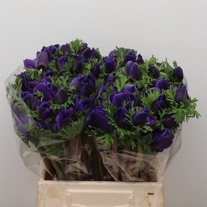 Anem Mistral Blue Extra