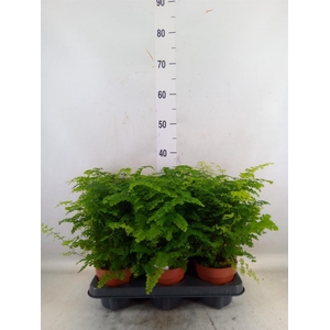 Adiantum raddi. 'Fritz-Luthi'