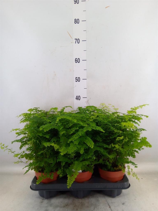 <h4>Adiantum raddi. 'Fritz-Luthi'</h4>