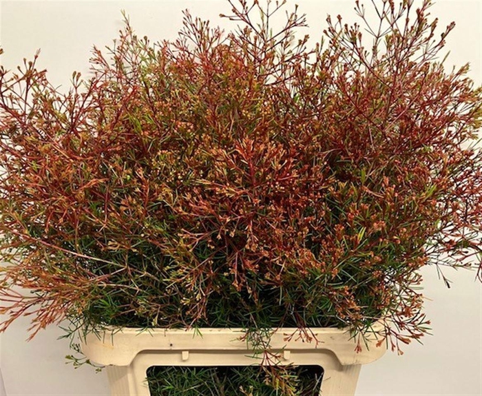 <h4>CHAME UN VEGA BLAD</h4>