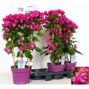 BOUGAINV VERA D P IM