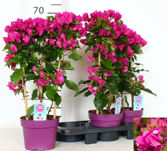 <h4>BOUGAINV VERA D P IM</h4>