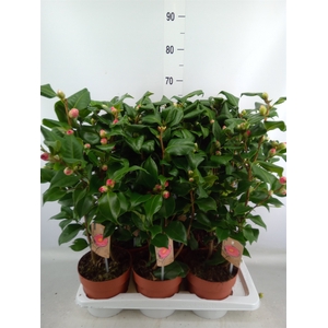 Camellia japonica 'Dr King'