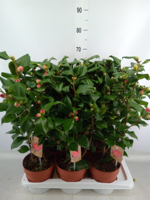 <h4>Camellia japonica 'Dr King'</h4>