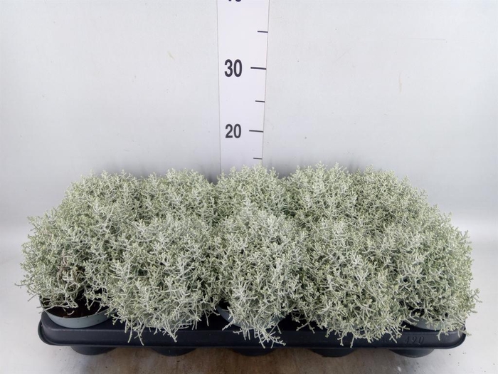 <h4>Leucophyta brownii</h4>