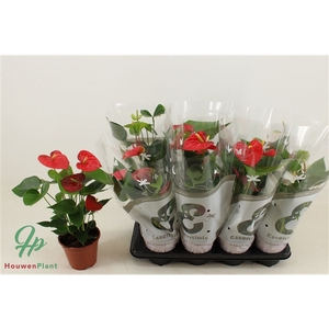 Anthurium 4 color mix in Essentials sleeve