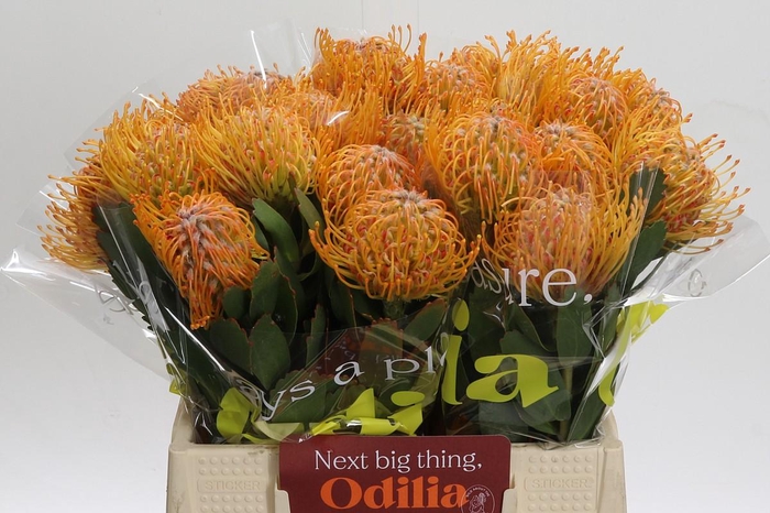 <h4>Nutans Soleil</h4>