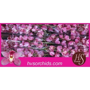 CYMB T BRAEMAR 80 CM