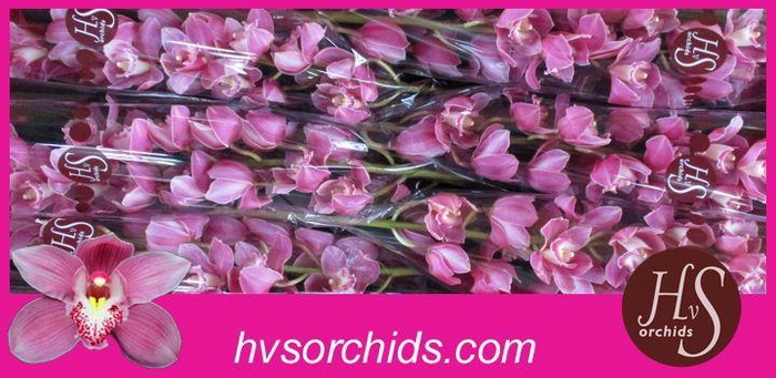 <h4>CYMB T BRAEMAR 80 CM</h4>