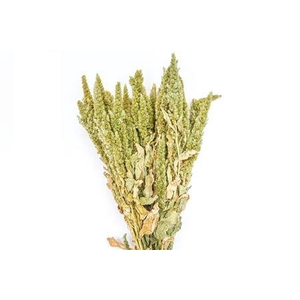 Bunch Amaranthus Slv 200g L50