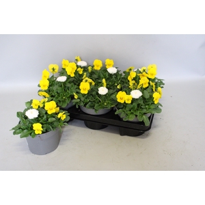 Viola Bellis 13 cm Yellow, White
