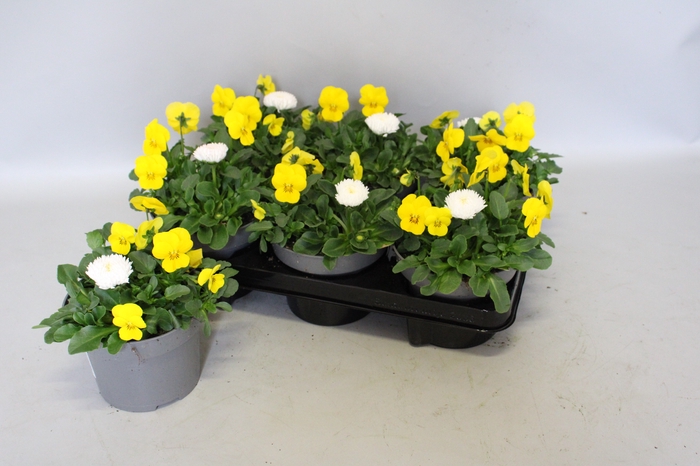 <h4>Viola Bellis 13 cm Yellow, White</h4>