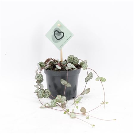 <h4>Ceropegia Woodii</h4>