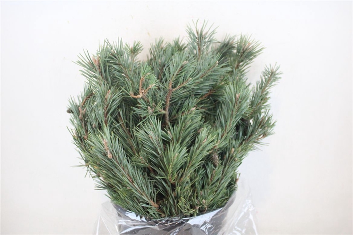 <h4>Pinus Mugo P Bunch</h4>