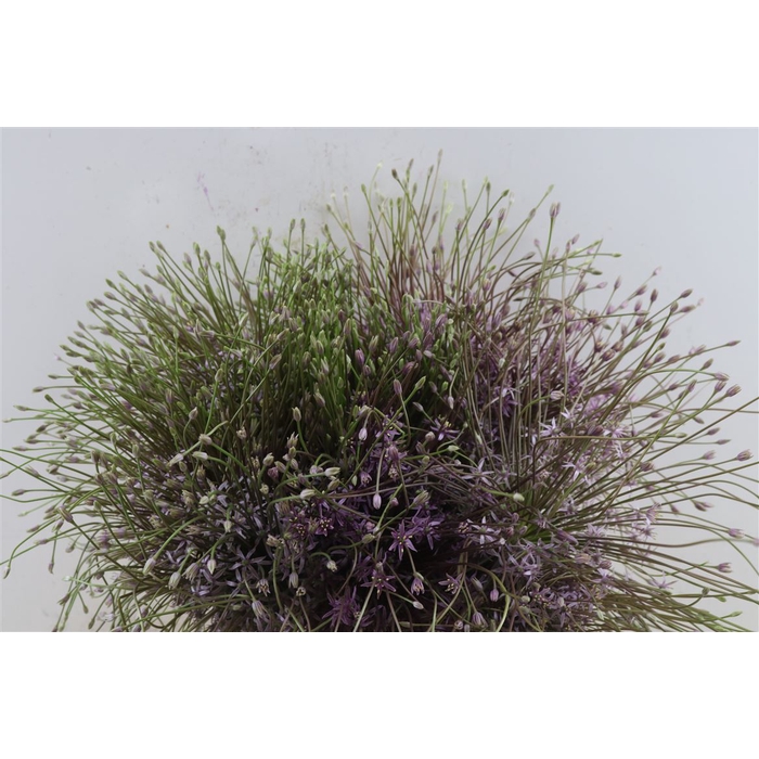 <h4>Allium Schubertii X10</h4>