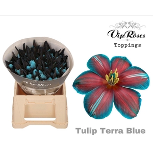 Vip Tu En Rv Terra Blue