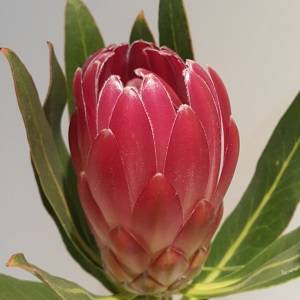 Protea Brenda