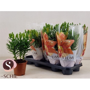 Lilium Aziatische Grp gemengd