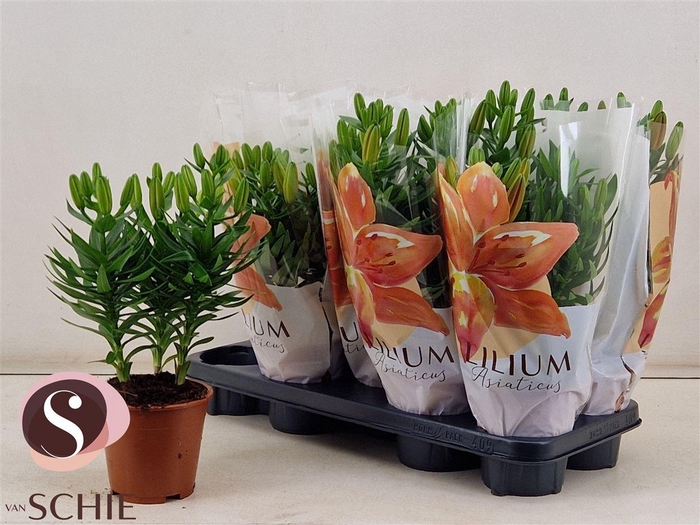 <h4>Lilium Aziatische Grp gemengd</h4>