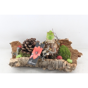 arr4 Amaryllis MB - Kurk L x3