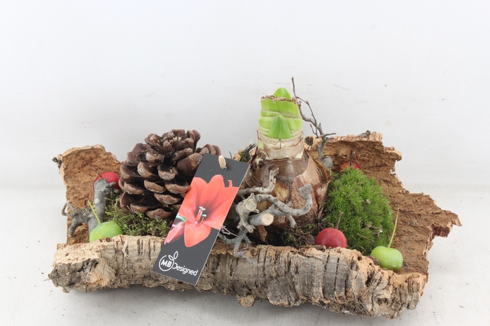 <h4>arr4 Amaryllis MB - Kurk L x3</h4>