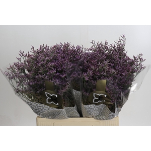 Limonium ov Piuma Sky
