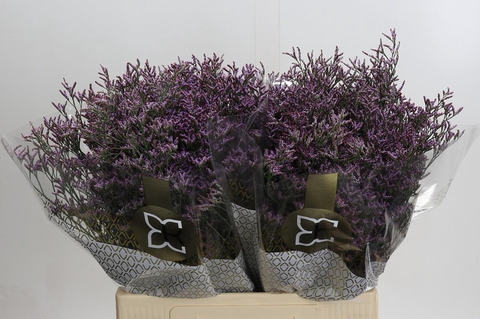 Limonium ov Piuma Sky