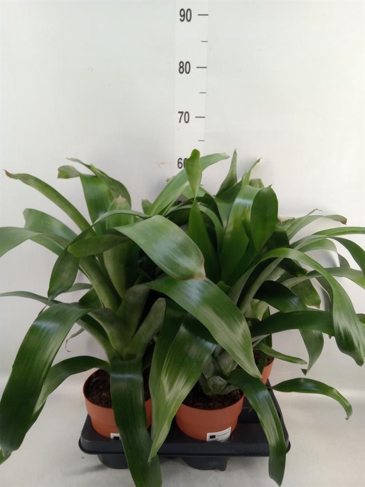 <h4>Bromelia ...</h4>