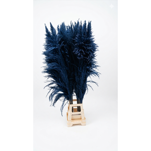 Dried Cortaderia Sacuara Indigo Blue