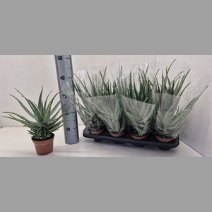ALOE ARBORESCENS