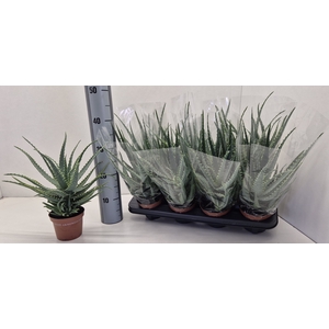 ALOE ARBORESCENS