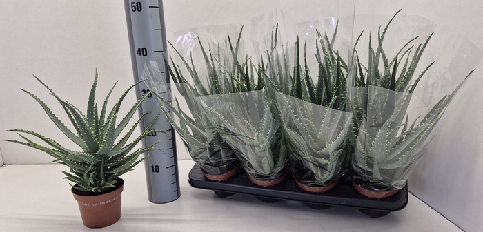 <h4>ALOE ARBORESCENS</h4>