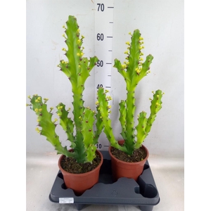 Euphorbia   ...