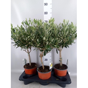 Olea europaea