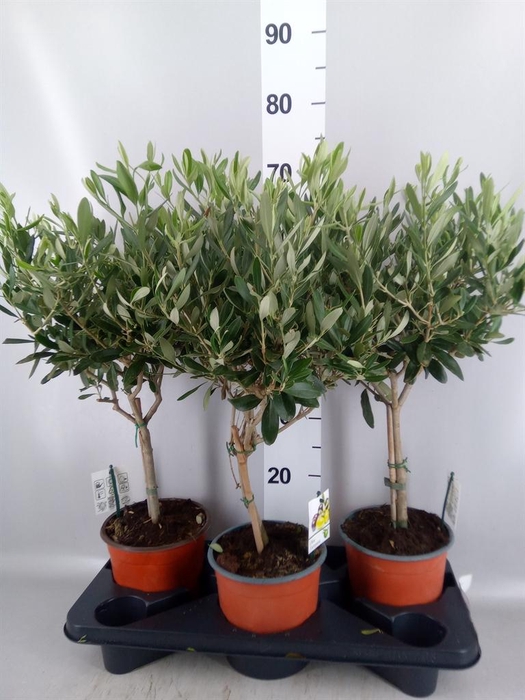 <h4>Olea europaea</h4>