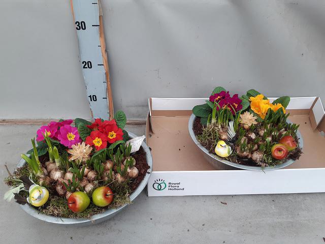 <h4>ARR BOL KNOLGEWAS</h4>