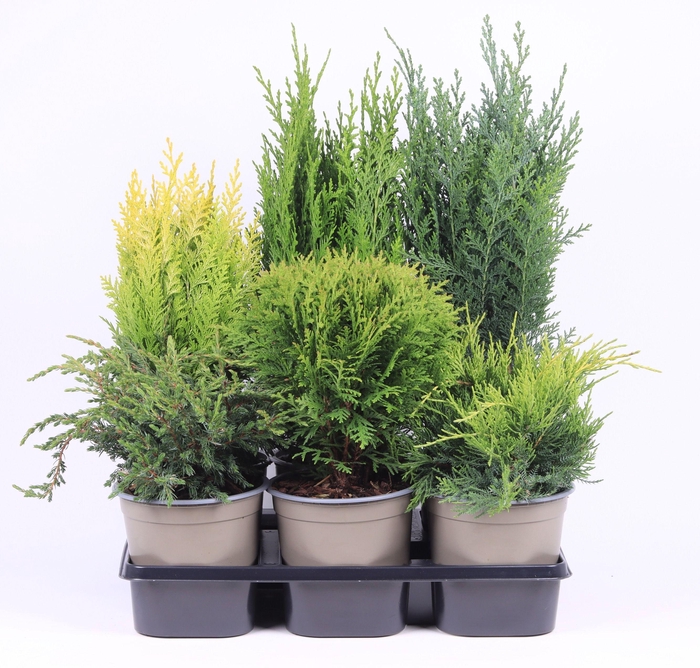 <h4>Coniferen mix</h4>