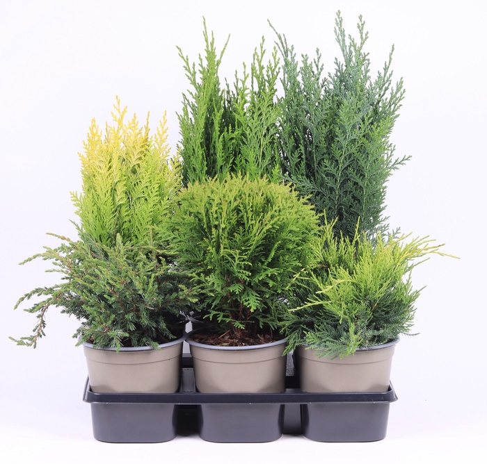 <h4>Coniferen mix</h4>