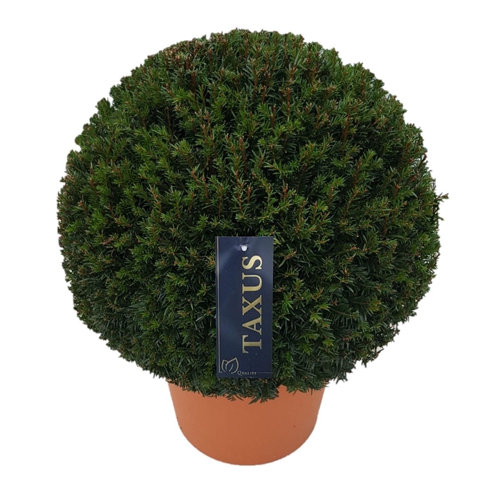 <h4>Taxus baccata</h4>