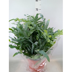 Phlebodium aureum 'Blue Star'