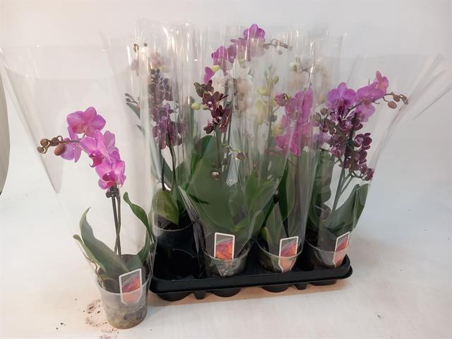 PHAL MF GEM 4 KL